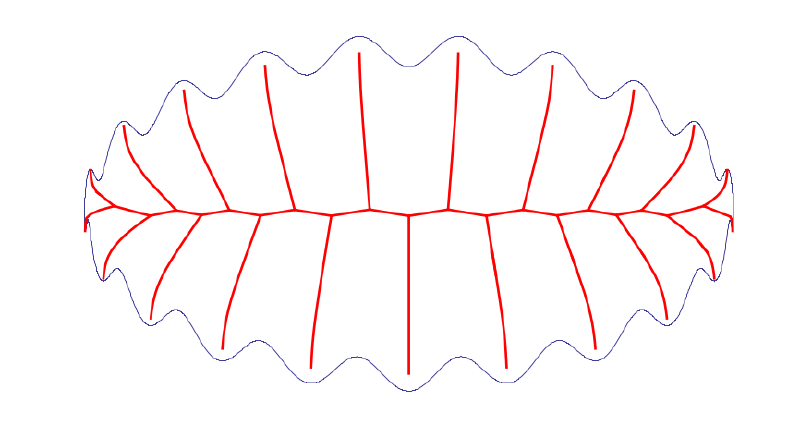 Full skeleton of the complex wavy shape